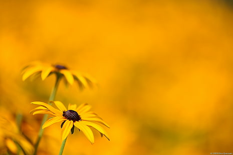 gula kronbladiga blommor, gul, bokeh, blomma, våg, makro, bländare, krakow, cracovia, Canon, f / 2, suddig, bakgrund, natur, sommar, växt, daisy, utomhus, närbild, äng, skönhet i naturen, våren, HD tapet HD wallpaper