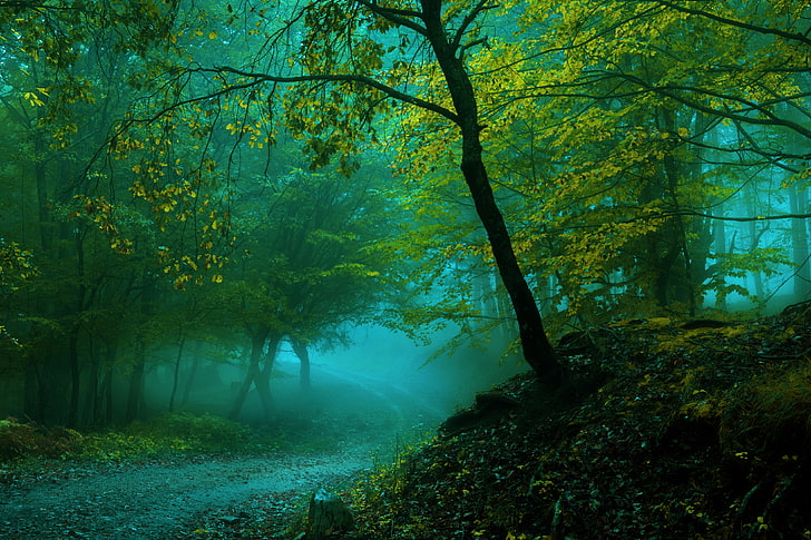 4K, mgła, ścieżka, las, wiosna, Tapety HD