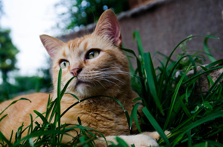 животни, котка, трева, HD тапет