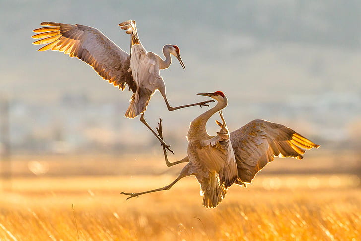 birds, nature, attack, migration, Sandhill Cranes, HD wallpaper