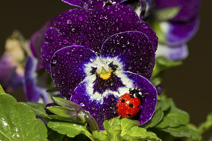 Viola flower, viola, ladybird, drops, Macro, flower, HD wallpaper