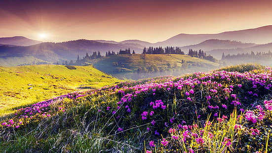 krajobraz, wzgórza, pole, kwiaty, promień słońca, pole kwiatów, dzikie kwiaty, Tapety HD HD wallpaper