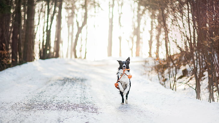 実行中のロープを噛んで犬 犬 かわいい動物 冬 雪 木 4 Kのセレクティブフォーカス写真 Hdデスクトップの壁紙 Wallpaperbetter