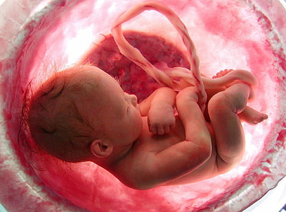 Fotografie, Baby, Mutterleib, HD-Hintergrundbild HD wallpaper