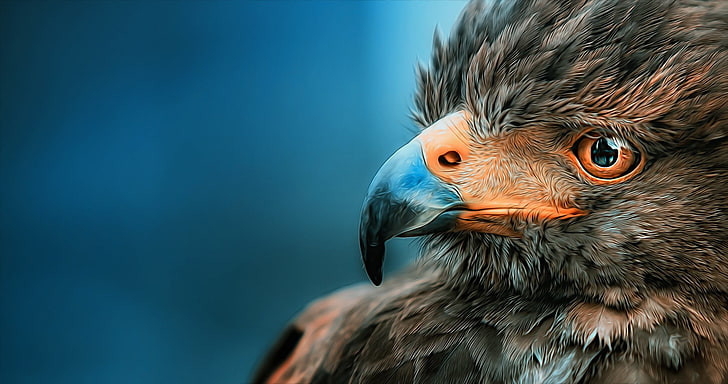 brown short-beaked bird, nature, eagle, HD wallpaper
