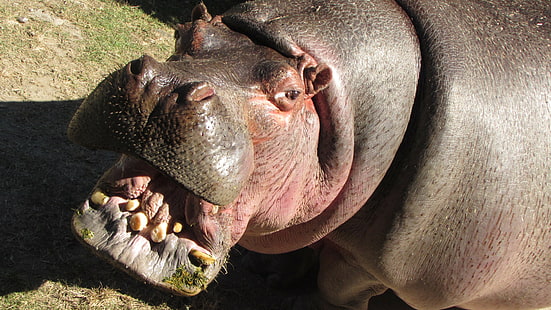 animales, hipopótamos, Fondo de pantalla HD HD wallpaper
