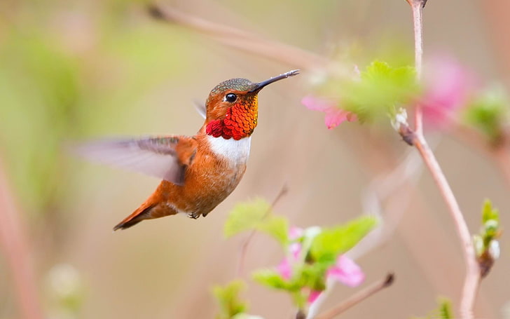 Hummingbirds-Animal World HD wallpaper, red hummingbird, HD wallpaper