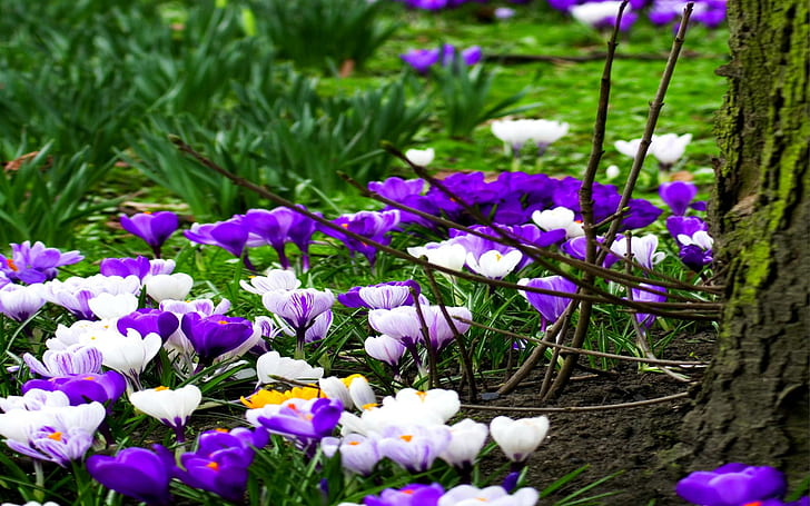 Flores de primavera en blanco púrpura, primavera, naturaleza, púrpura, blanco, flores, naturaleza y paisajes, Fondo de pantalla HD