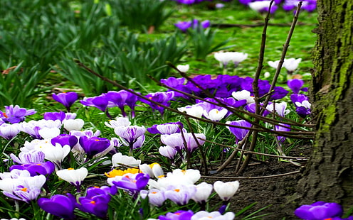 Пролетни цветя в лилаво бяло, пролет, природа, лилаво, бяло, цветя, природа и пейзажи, HD тапет HD wallpaper