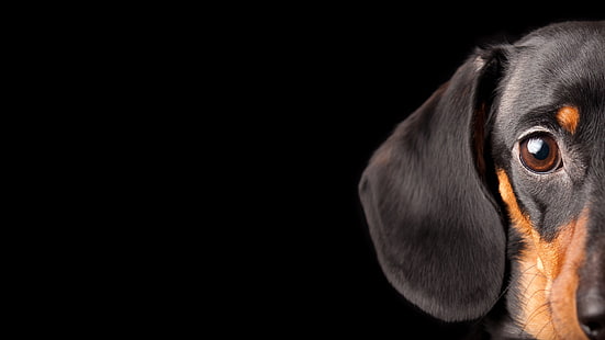 собака, щенок, гончая, черно-коричневая, такса, HD обои HD wallpaper