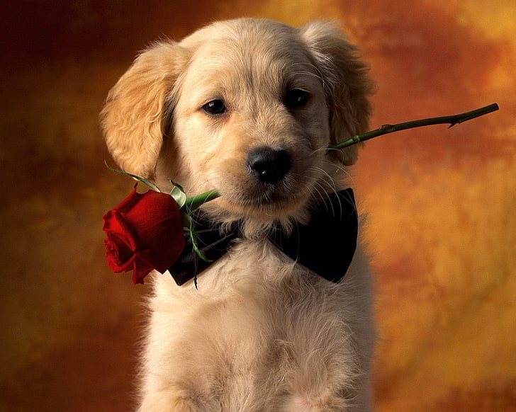 кученце златен ретривър, кучета, златен ретривър, животно, сладко, куче, домашен любимец, кученце, червена роза, роза, HD тапет
