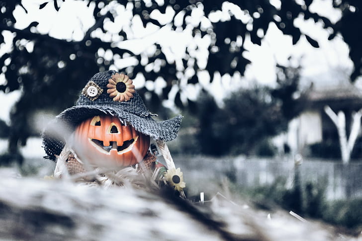 Halloween, pumpkin, HD wallpaper