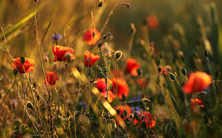 Blumenwiese, цветна поляна, поляна, слънце, природа, цвете, макове, трева, метличина, цветя, мак, лято, HD тапет