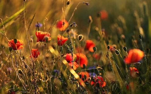 Blumenwiese, prado de flores, prado, sol, naturaleza, flor, amapolas, hierba, aciano, flores, amapola, verano, Fondo de pantalla HD HD wallpaper