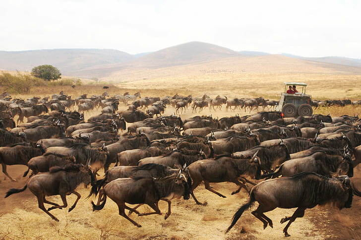wildebeest herd painting, Stampede, wildebeest, herd, painting, tanzania, africa, D300, creative-commons, hewan, safari Hewan, alam, margasatwa, hewan In The Wild, Wallpaper HD