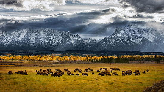 field, bison, buffalo, herd, mountains, pasture, animals, HD wallpaper HD wallpaper