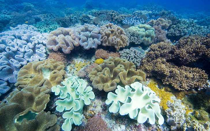 banyak karang, rumput laut, bawah air, multi-warna, permukaan, Wallpaper HD