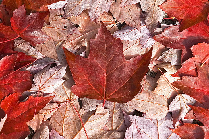 red and brown maple leafs, canada, flag, leaves, maple, cool, HD wallpaper