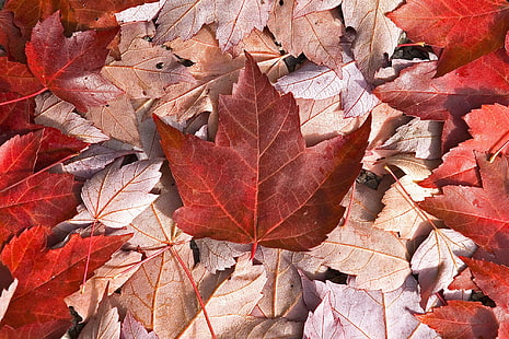 червени и кафяви кленови листа, Канада, флаг, листа, клен, хладно, HD тапет HD wallpaper