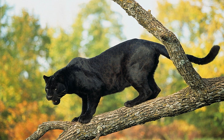 черная пантера, пантера, лес, деревья, большая кошка, хищник, HD обои
