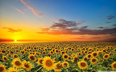 Sfondo di Sunset Over Sunflowers Field 2560 × 1600, Sfondo HD HD wallpaper