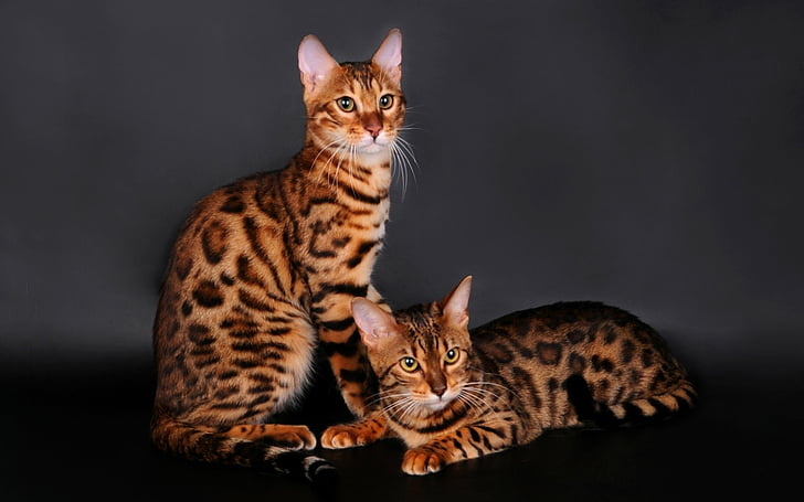 Gatos, Gato Bengala, Animal, Gato, HD papel de parede