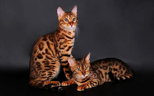 Gatos, Gato De Bengala, Animales, Gato, Fondo de pantalla HD HD wallpaper