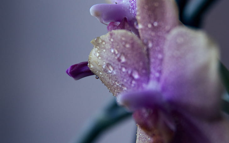Water Drops Macro Flower HD, purple orchid, nature, flower, macro, water, drops, HD wallpaper