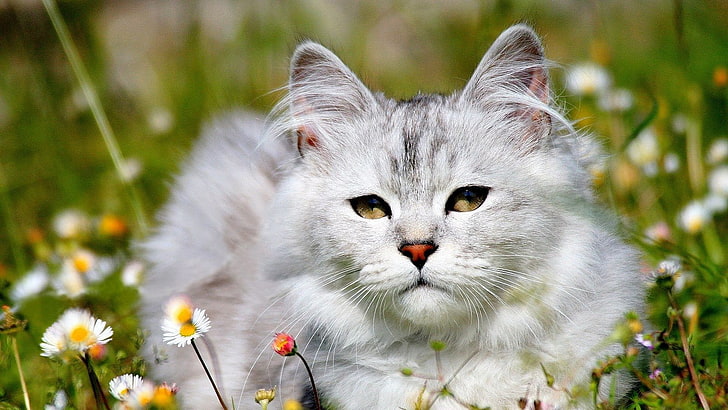 gray Persian cat, cat, grass, lie down, sleep, light, HD wallpaper