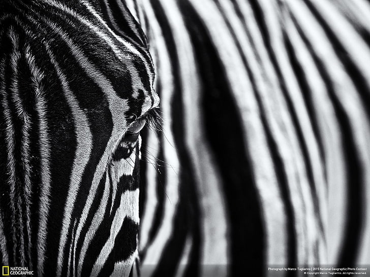 zebra, mamalia, National Geographic, Wallpaper HD