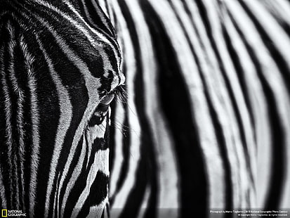 зебри, бозайници, National Geographic, HD тапет HD wallpaper