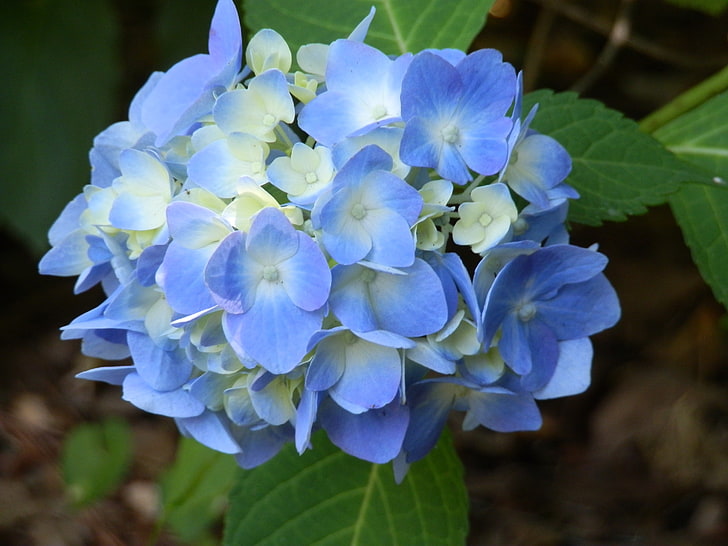 flores, hortênsia, flores azuis, HD papel de parede