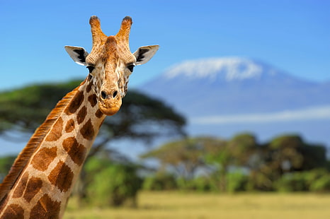 giraffes, animals, wilderness, HD wallpaper HD wallpaper