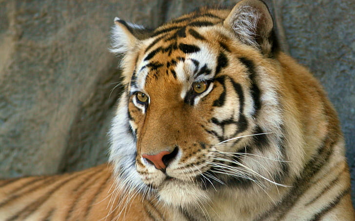 Indian Bengal Tiger HD wallpapers free download | Wallpaperbetter
