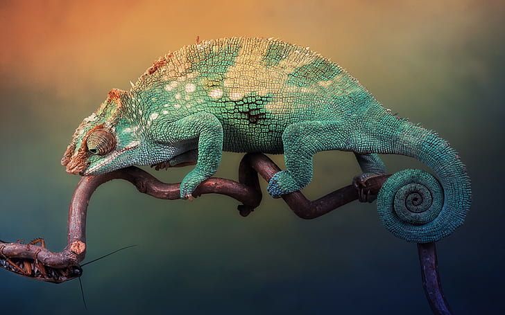animales camaleones reptil, Fondo de pantalla HD | Wallpaperbetter