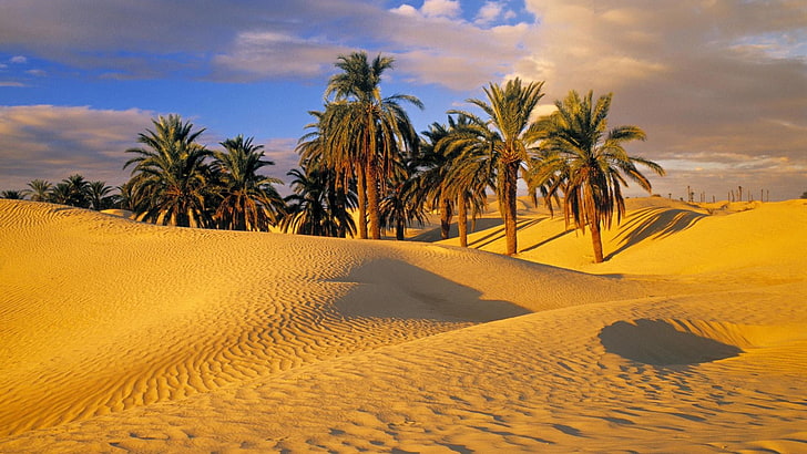 deserto, duna di sabbia, cielo, sahara, paesaggio, sabbia, palma, oasi, albero, duna, dune, palma da dattero, africa, tunisia, Sfondo HD