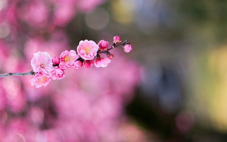 розовое цветущее дерево, цветок, боке, ветка, размытость, HD обои