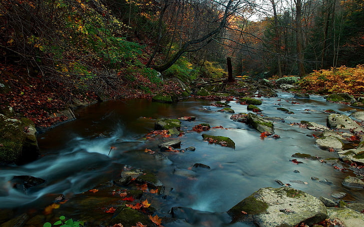 stream and trees, time lapse photography of river, river, nature, forest, leaves, fall, water, rock, stones, HD wallpaper