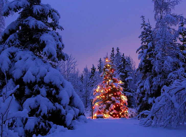 árboles de navidad, guirnalda, nieve, parque, fiesta, año nuevo, árboles de navidad, guirnalda, nieve, parque, fiesta, año nuevo, Fondo de pantalla HD