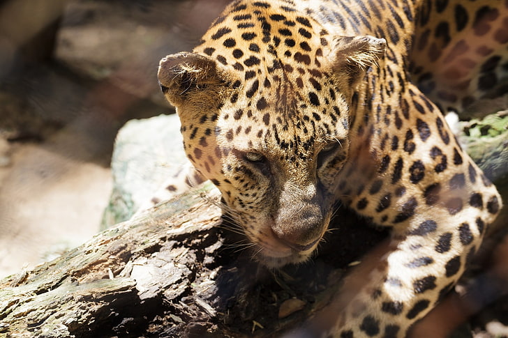 brown and black leopard, cheetah, face, eyes, sadness, HD wallpaper