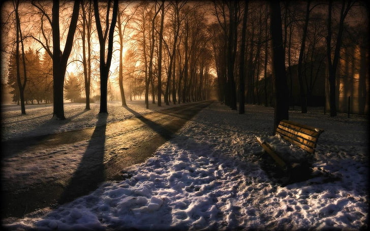 brown and black wooden house, snow, bench, trees, sunlight, HD wallpaper