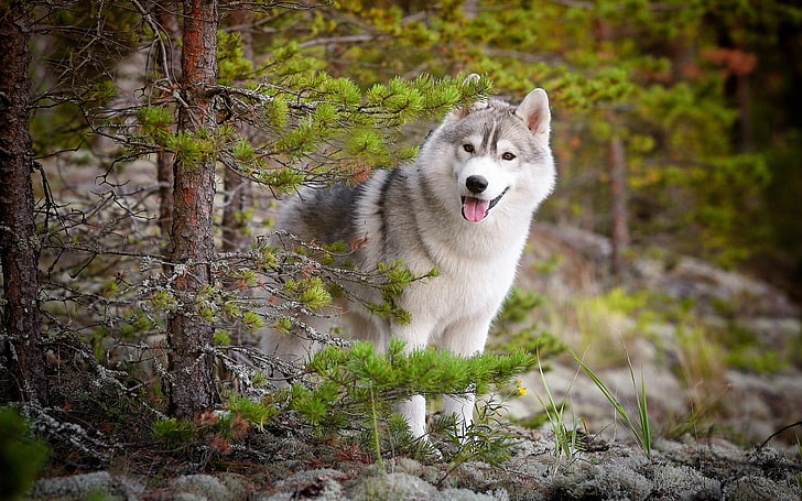 взрослый белый и черный сибирский хаски, сибирский хаски, животные, собака, природа, лес, деревья, HD обои