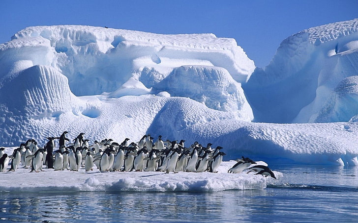 weißes und blaues Blumendruckgewebe, Eisberg, Meer, Vögel, Pinguine, Tiere, HD-Hintergrundbild