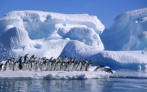бял и син флорален принт текстил, айсберг, море, птици, пингвини, животни, HD тапет HD wallpaper