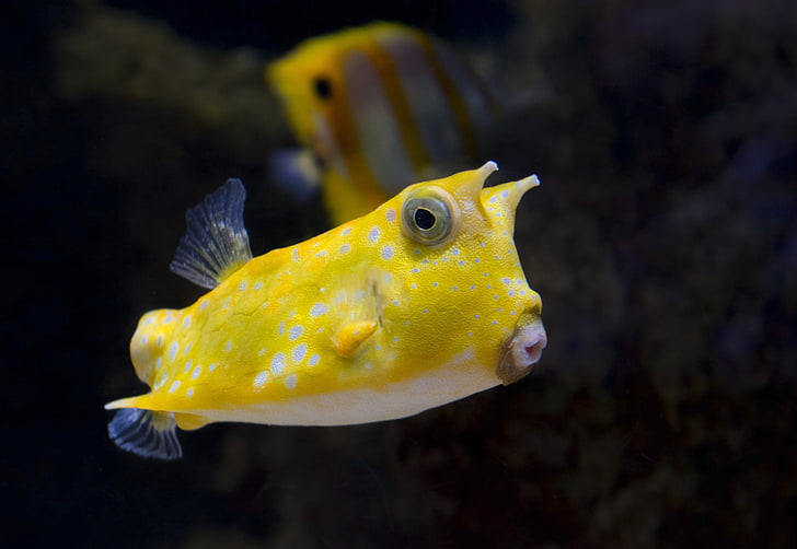 yellow and white fish, sea, fish, under water, underwater, Pez Vacha, Fish cow, HD wallpaper