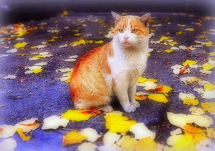 Chat en automne, chat à fourrure courte orange et blanc, charmant, créatif, pré-fait, douceur-beauté, feuilles, beau, arbres, animaux, automne, cool, nature, Fond d'écran HD