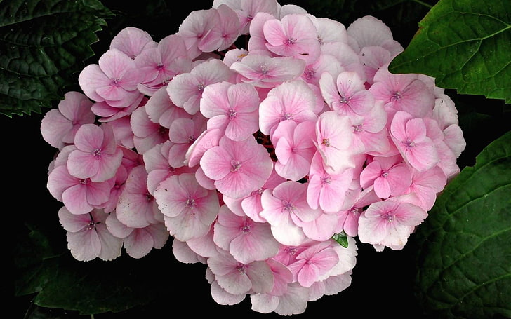 hydrangea pink-Flower photography HD wallpaper, pink petaled flowers, Wallpaper HD