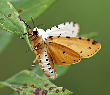 pomarańczowo-biały motyl w zielonych liściach, ćma, ćma, ćma błotna, pomarańczowy, motyl biały, zielony, liść, owad, Lepidoptera, Noctuoidea, Erebidae, Arctiinae, porosty, Arctiini, Tiger Moth, Spilosomina, Estigmene acrea, North Carolina, Hrabstwo Richmond, Picnik, natura, zwierzę, motyl - owad, skrzydło zwierzęcia, makro, dzika przyroda, zbliżenie, lato, piękno natury, liść, żółty, wielokolorowy, zielony Kolor, Tapety HD HD wallpaper