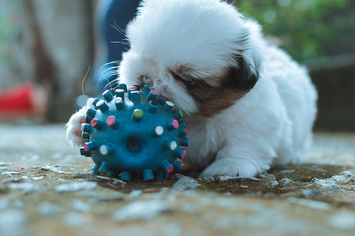 ball, bokeh, close up view, dogs, playing, puppies, puppy, shih tzu, warm, HD wallpaper
