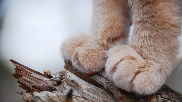 селективный фокус фото оранжевых кошачьих лап на коричневой древесине, кошка, лапы, крупным планом, макро, глубина резкости, животные, природа, HD обои